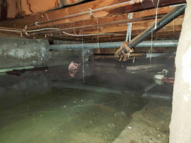 Best Basement water damage restoration  in Shrewsbury, NJ